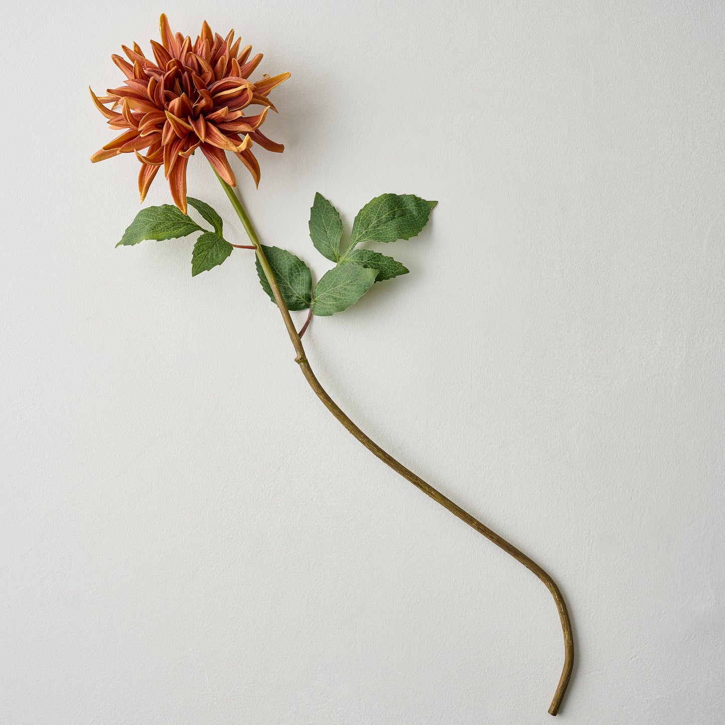 Brown Autumnal Dahlia