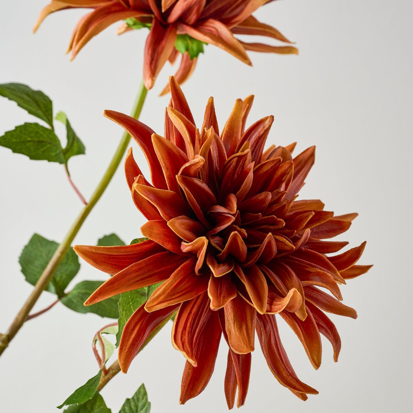 Brown Autumnal Dahlia up close