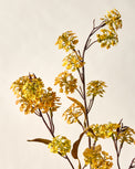 Elderberry Stem Yellow close up