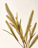 Green Foxtail Wheat close up