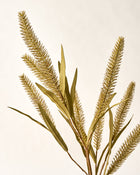 Green Foxtail Wheat