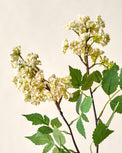 Crepe Myrtle Spray close up