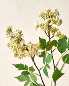 Crepe Myrtle Spray