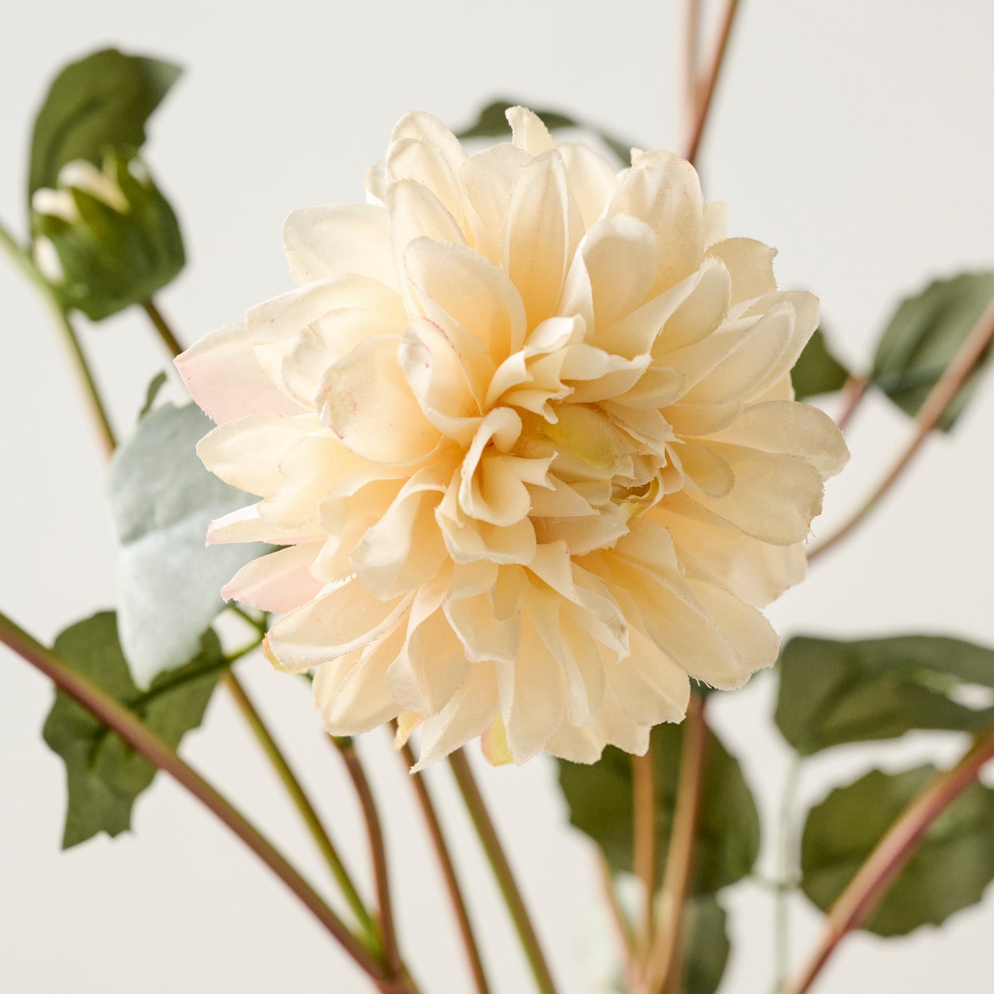 White Dahlia Bloom Bundle up close
