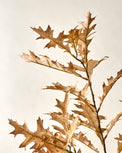 Cream Oak Leaf Spray close up