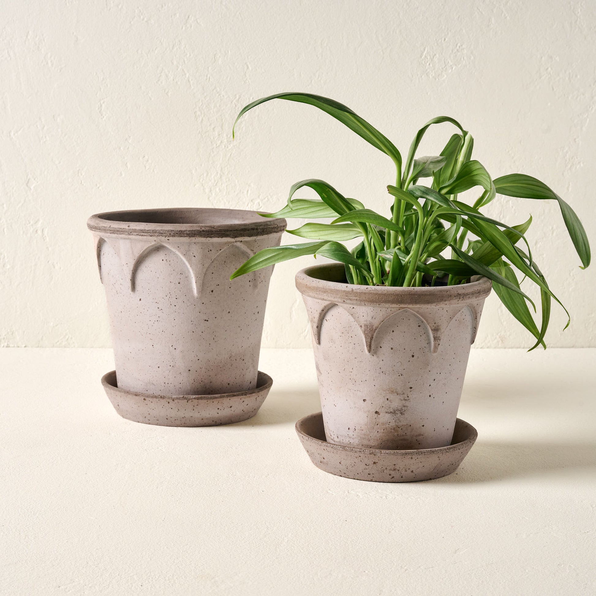 Small and Large Arched Bergs Pots shown with plant