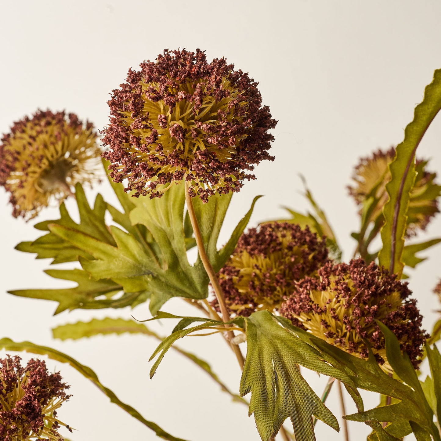 Brown Large Thistle Bush up close