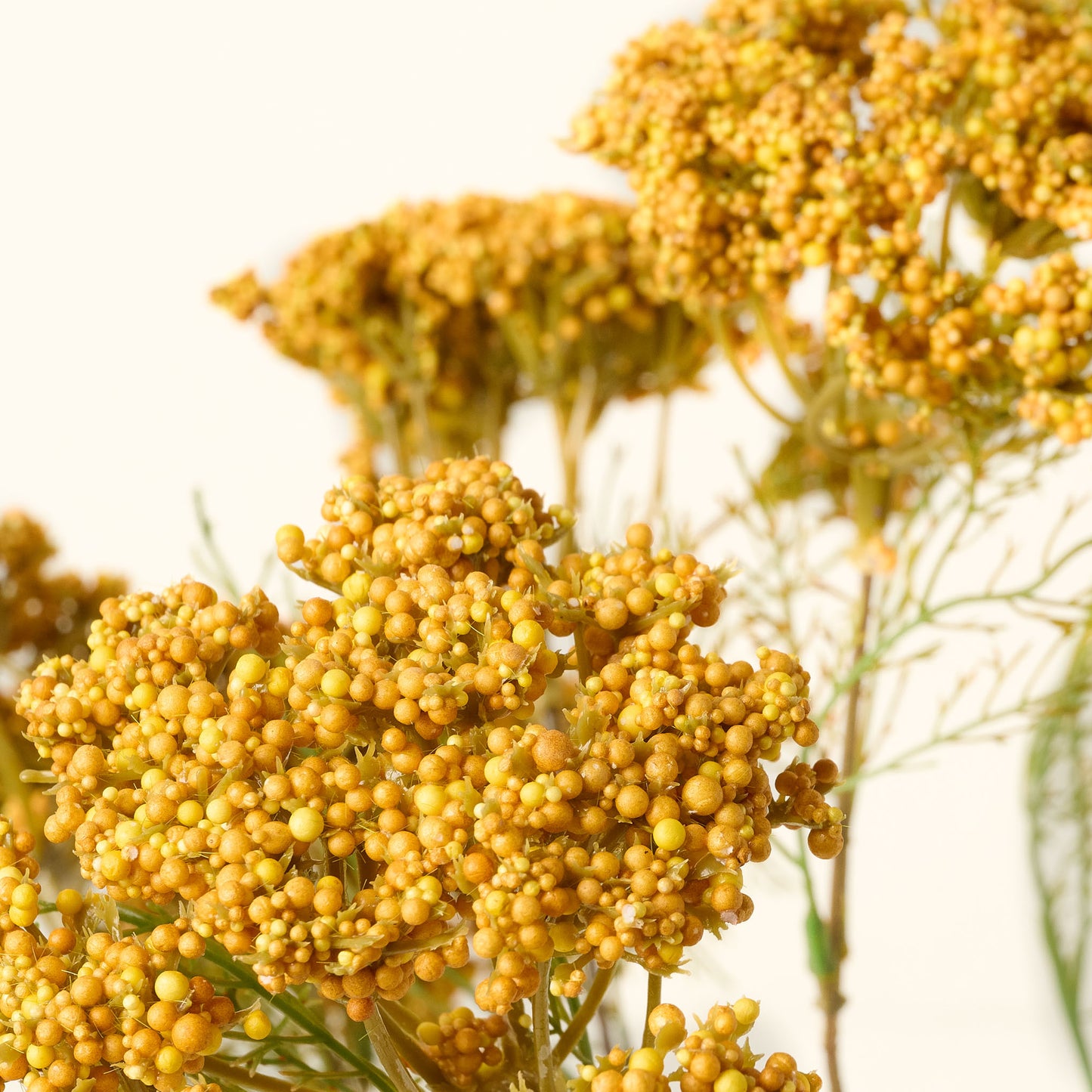 Yellow Queen Anne Lace Bush close up
