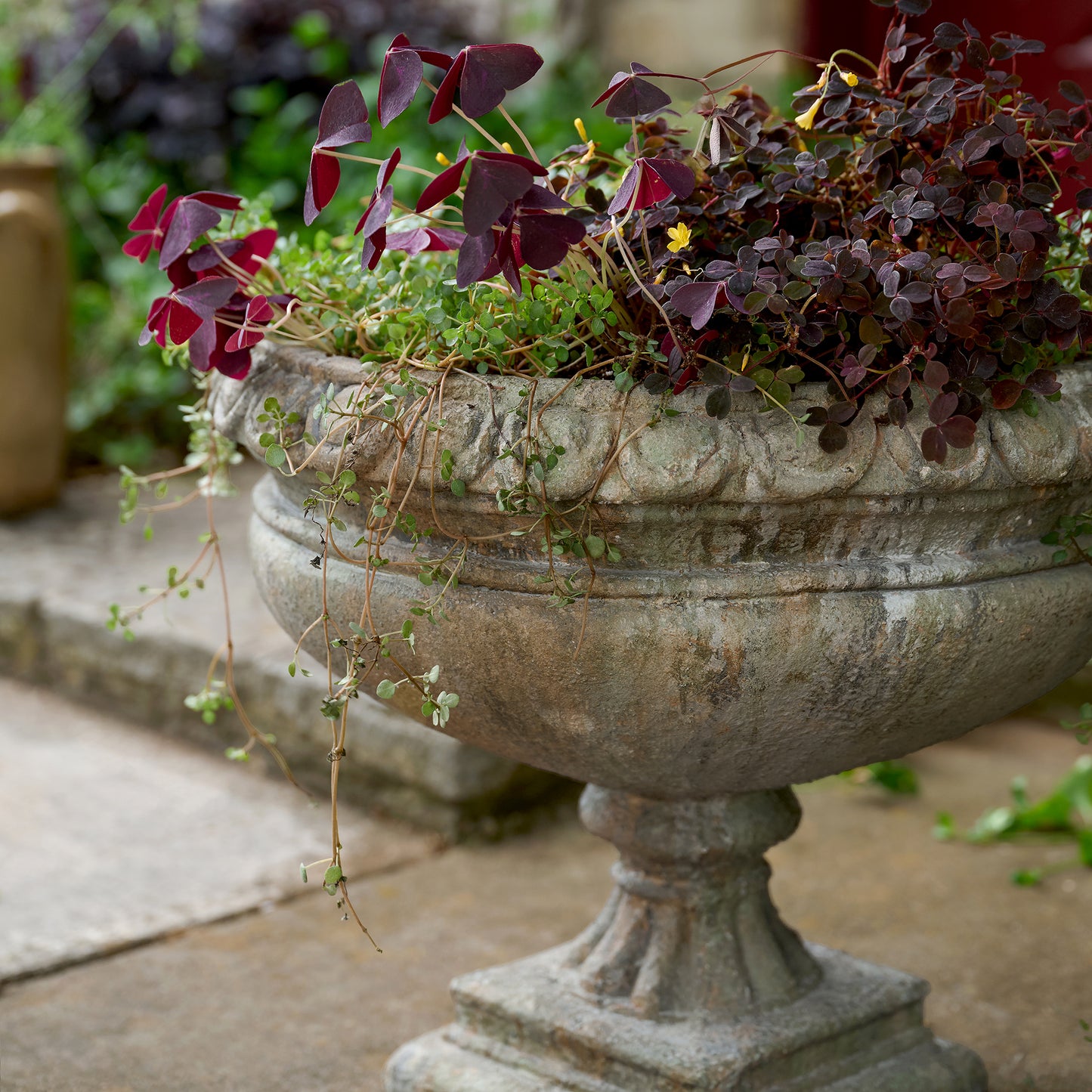 Oversized James Scalloped Pedestal Planter shown outdoors with plants