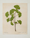 Jo's Hand Pressed Herbarium Prints - Ginkgo Tree '21