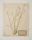 Jo's Hand Pressed Herbarium Prints - Texas Wildflowers I '24