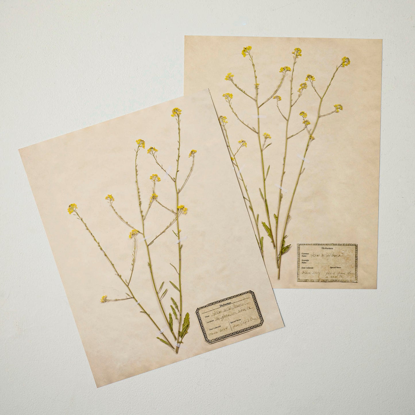 Jo's Hand Pressed Herbarium Prints - Texas Wildflowers I '24 shown with other print