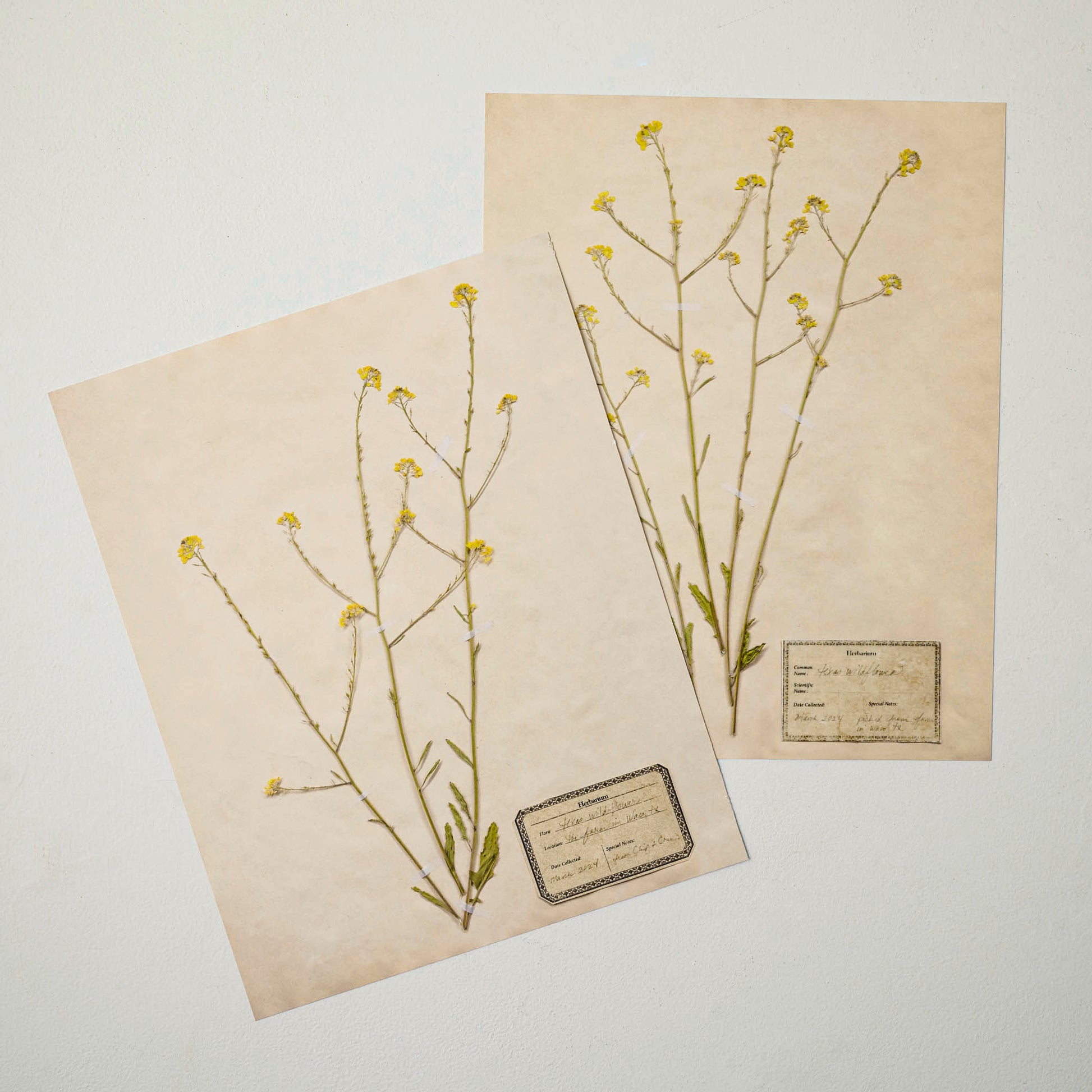Jo's Hand Pressed Herbarium Prints - Texas Wildflowers I '24 shown with other print