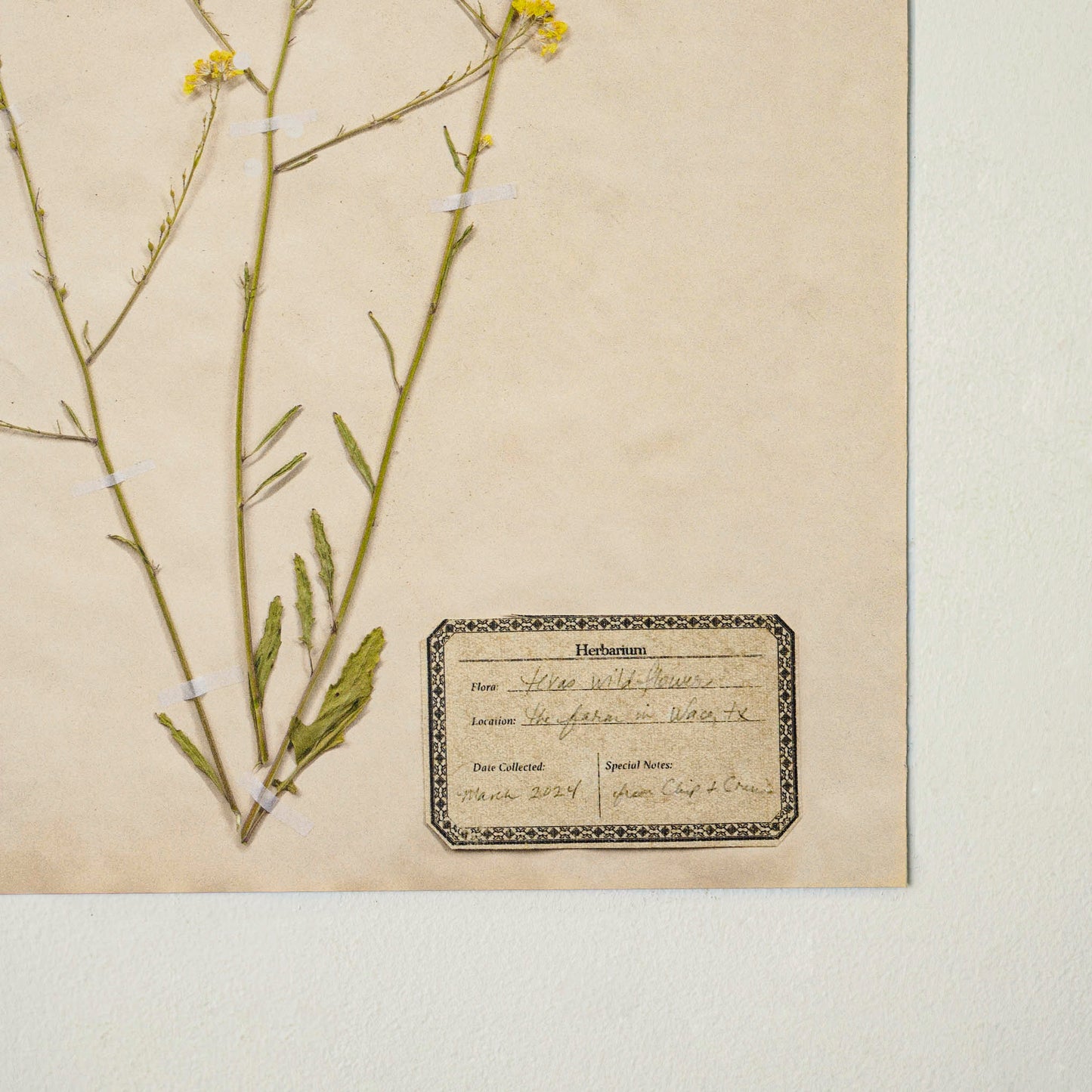 Jo's Hand Pressed Herbarium Prints - Texas Wildflowers I '24 up close