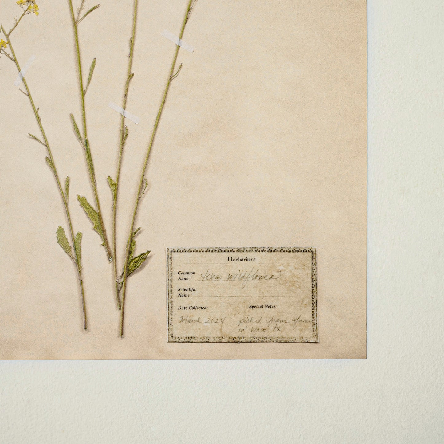 Jo's Hand Pressed Herbarium Prints - Texas Wildflowers II '24 up close