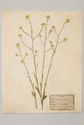 Jo's Hand Pressed Herbarium Prints - Texas Wildflowers II '24