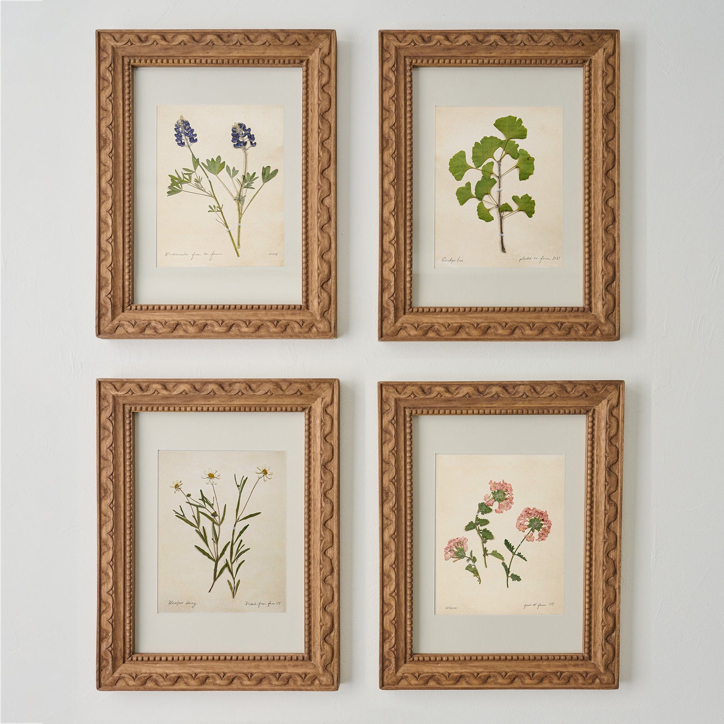 Jo's Hand Pressed Herbarium Prints - Verbena '24 shown with other framed prints