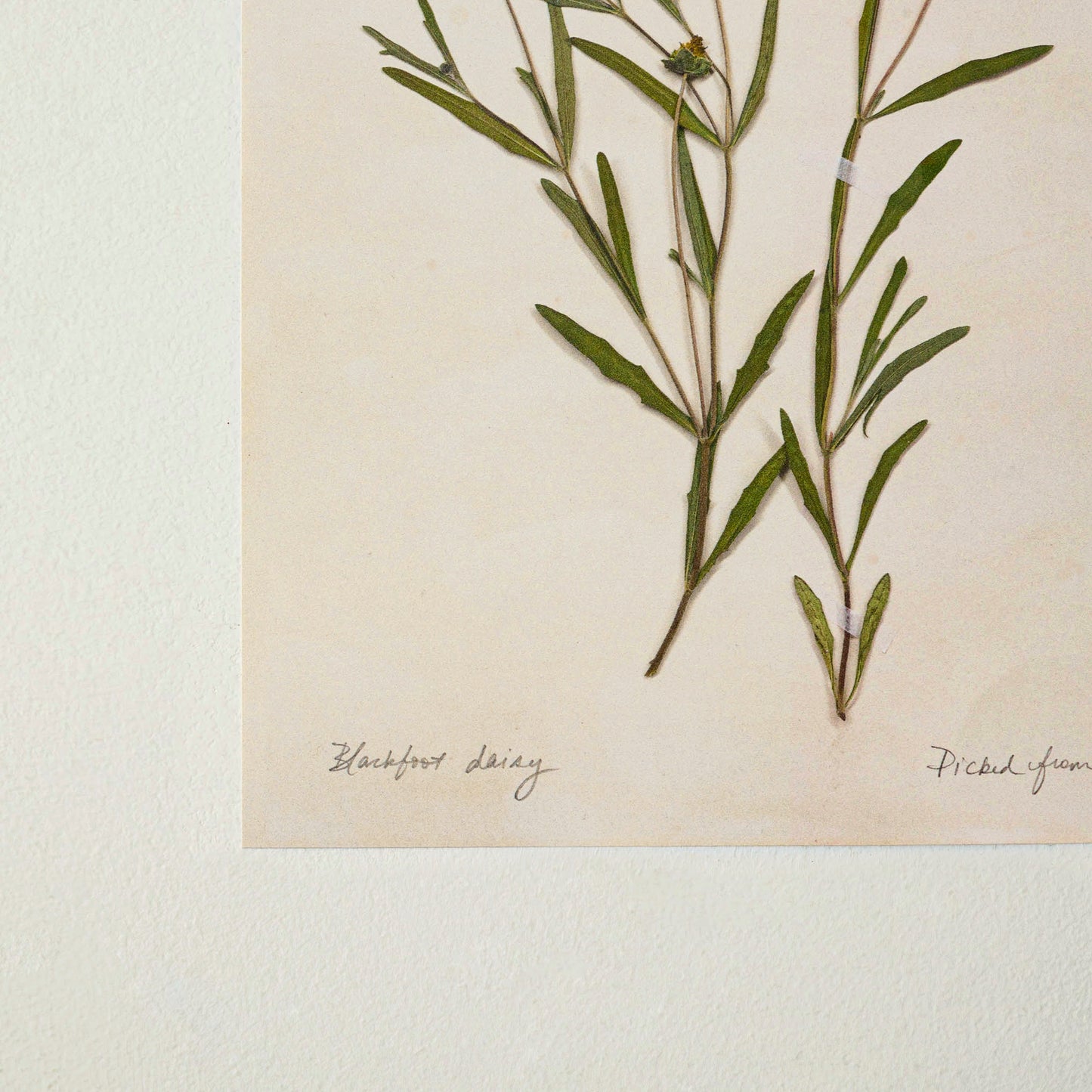 Jo's Hand Pressed Herbarium Prints - Blackfoot Daisy '24 up close