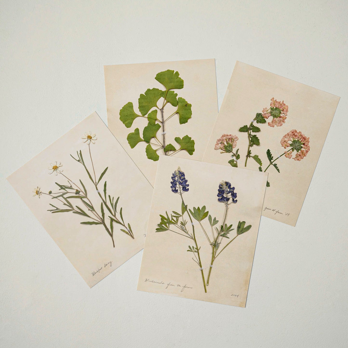Jo's Hand Pressed Herbarium Prints - Verbena '24 shown with other prints