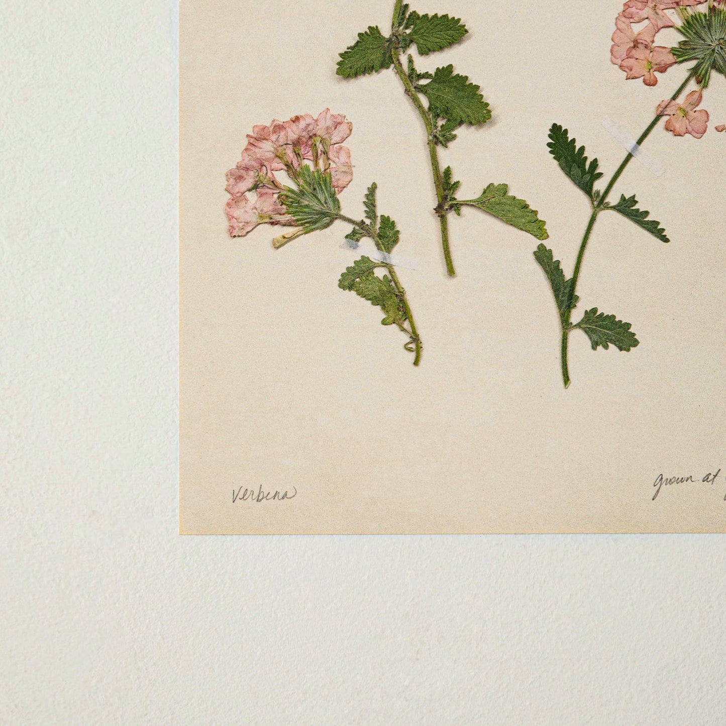 Jo's Hand Pressed Herbarium Prints - Verbena '24 close up