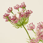 Chocolate Laceflower