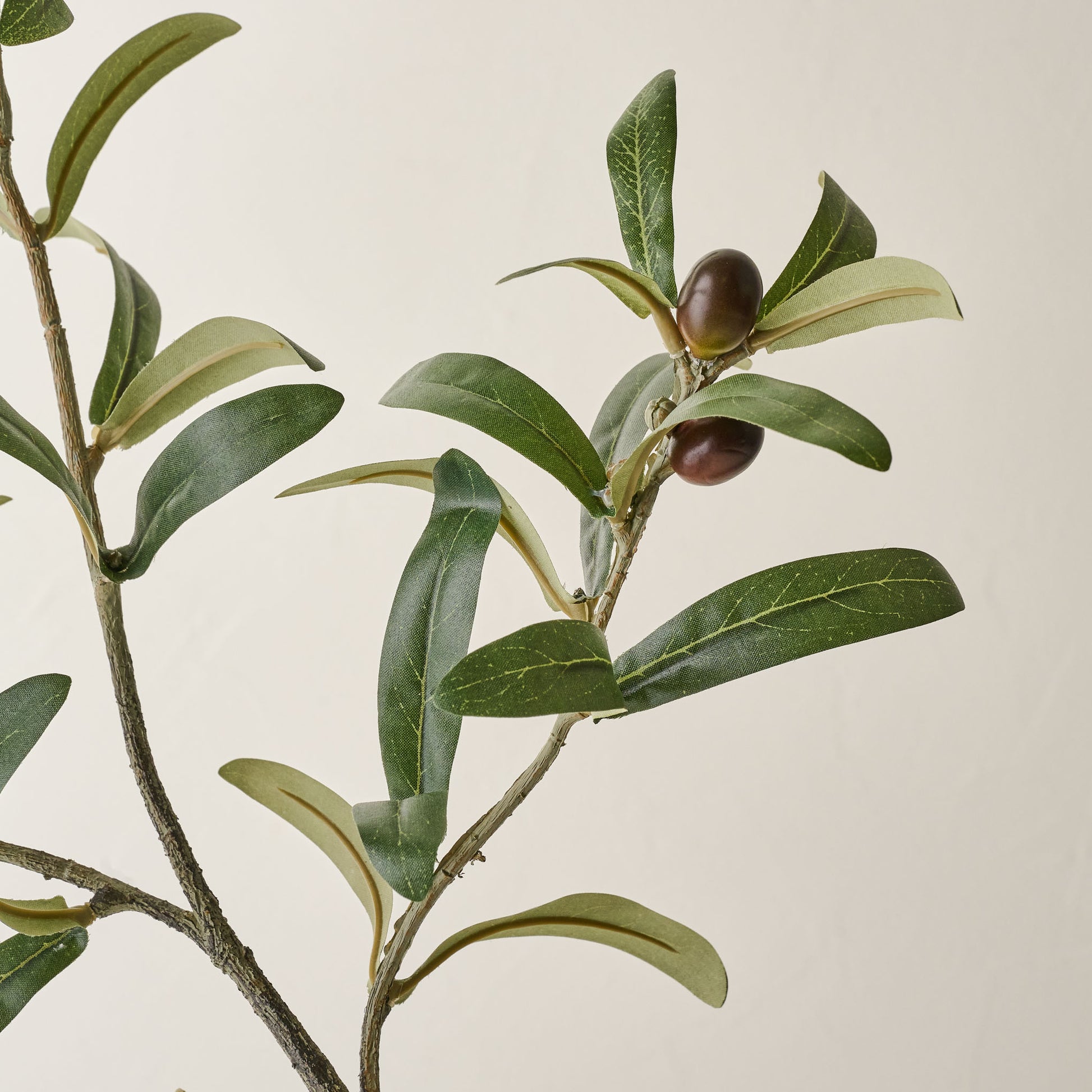 Olive Leaf Stem branch up close