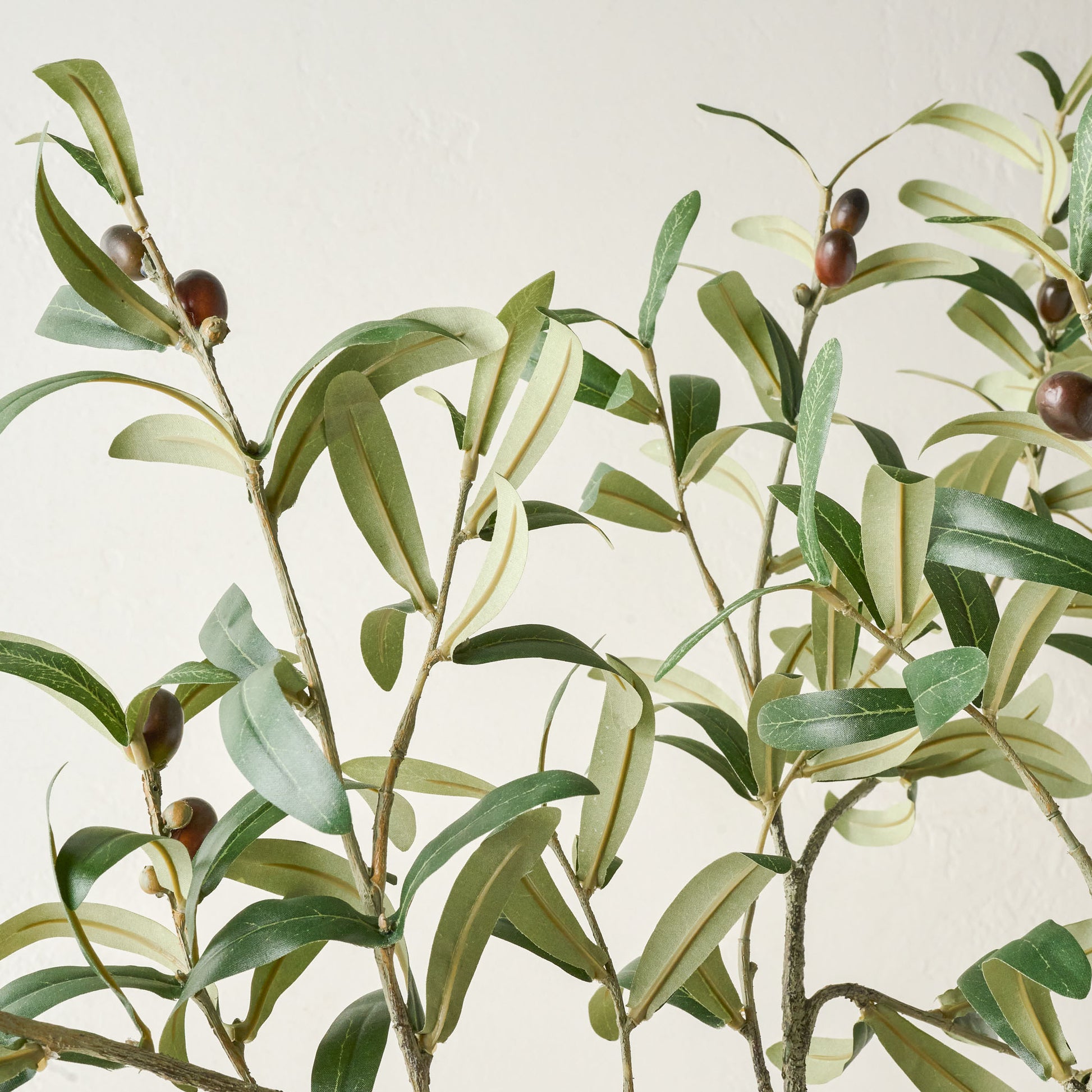 Olive Leaf Stem up close