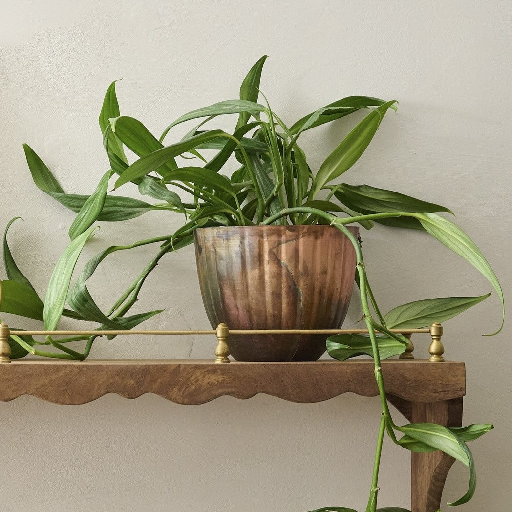 Aged Copper Planter with plant on shelf