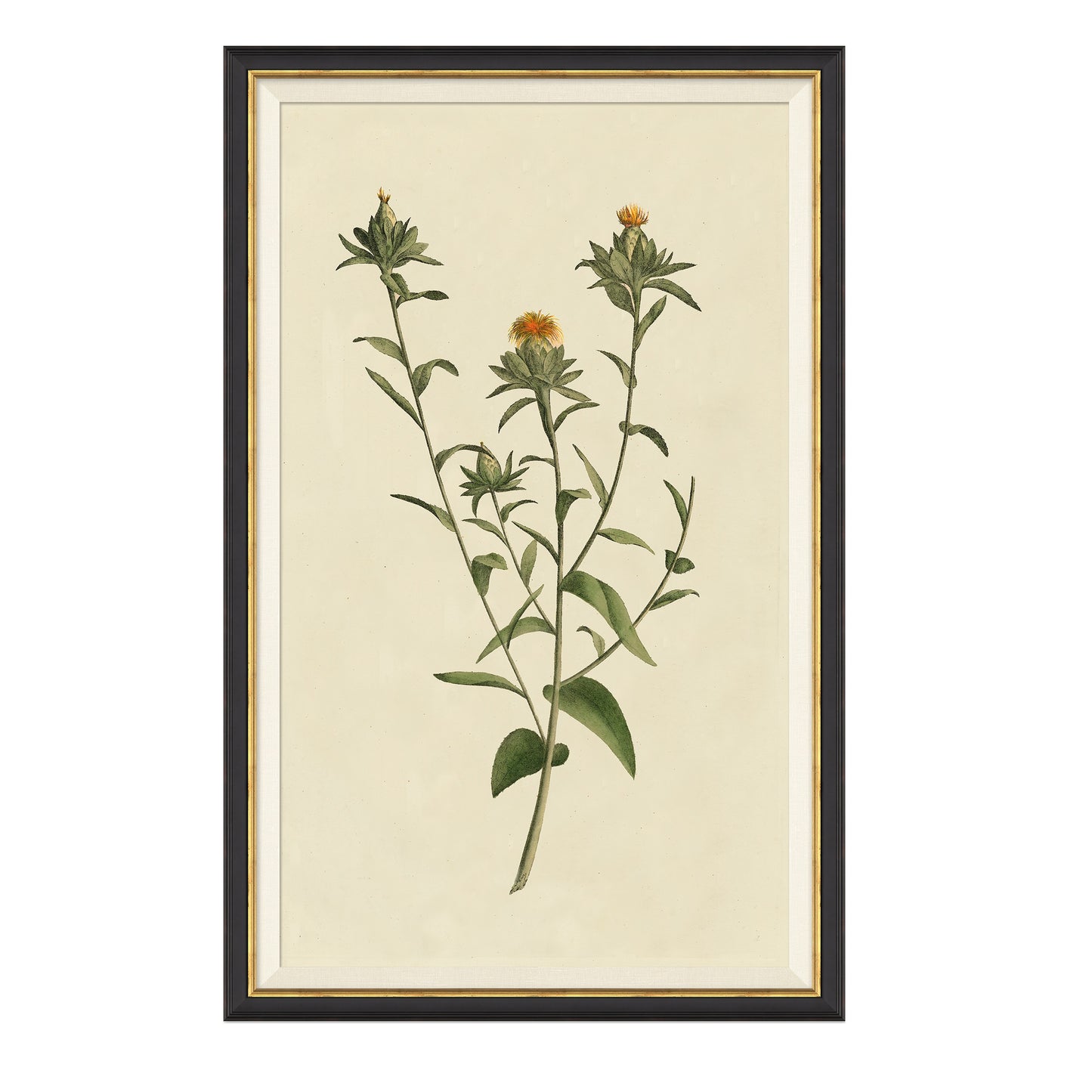Framed wall art called Vintage Botanical Study I