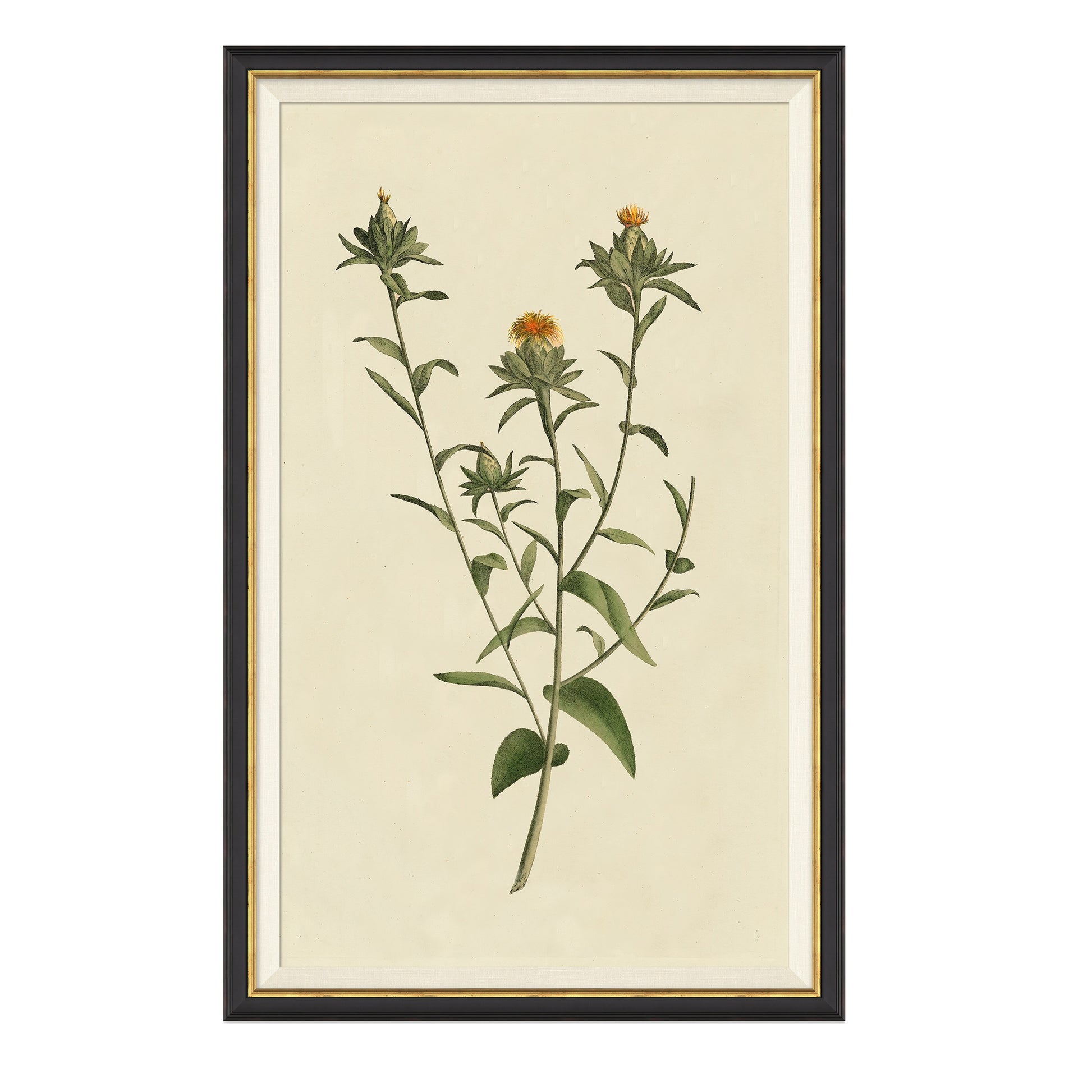 Framed wall art called Vintage Botanical Study I