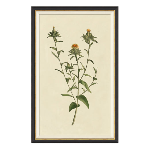 Framed wall art called Vintage Botanical Study I