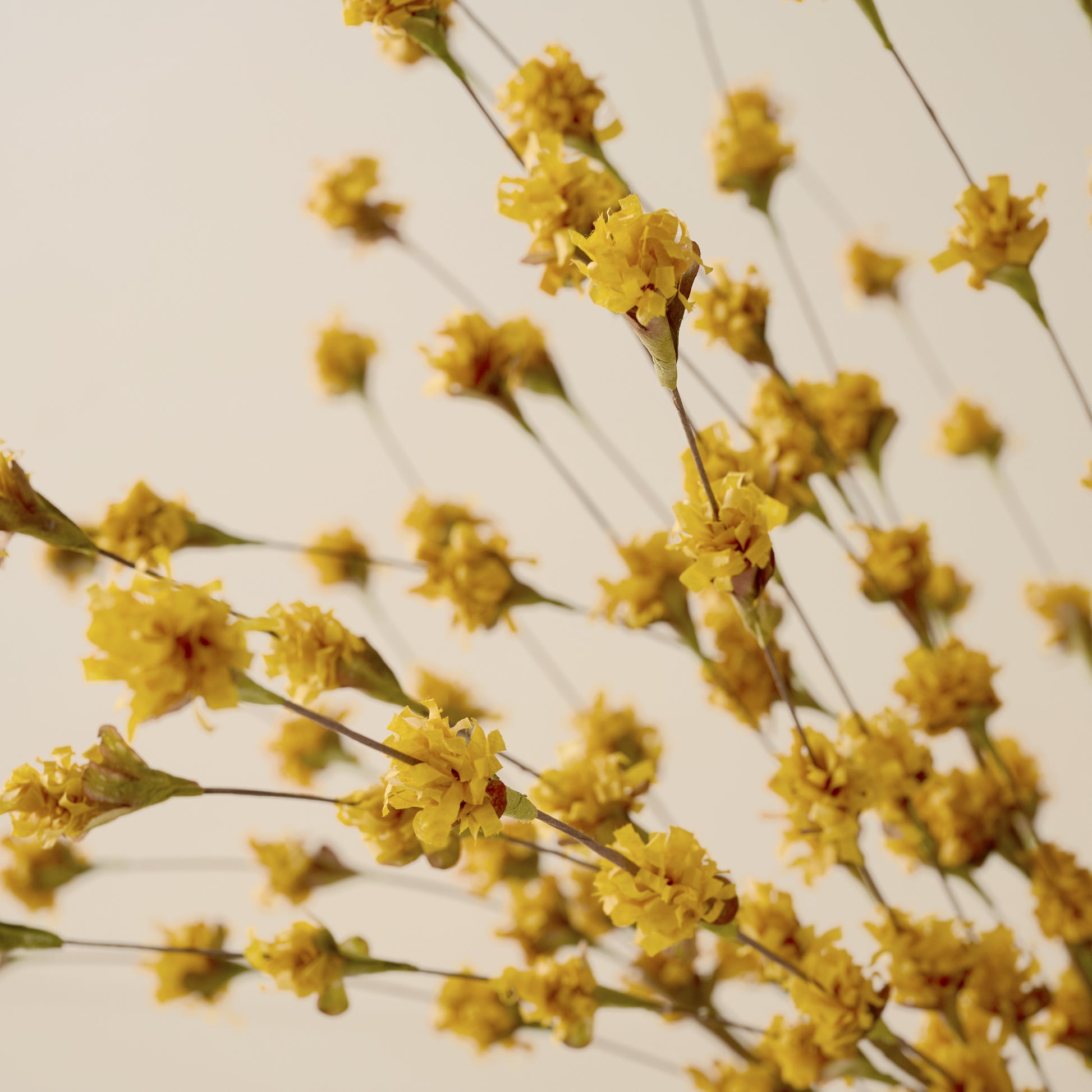 Yellow Wildflower Mix up close