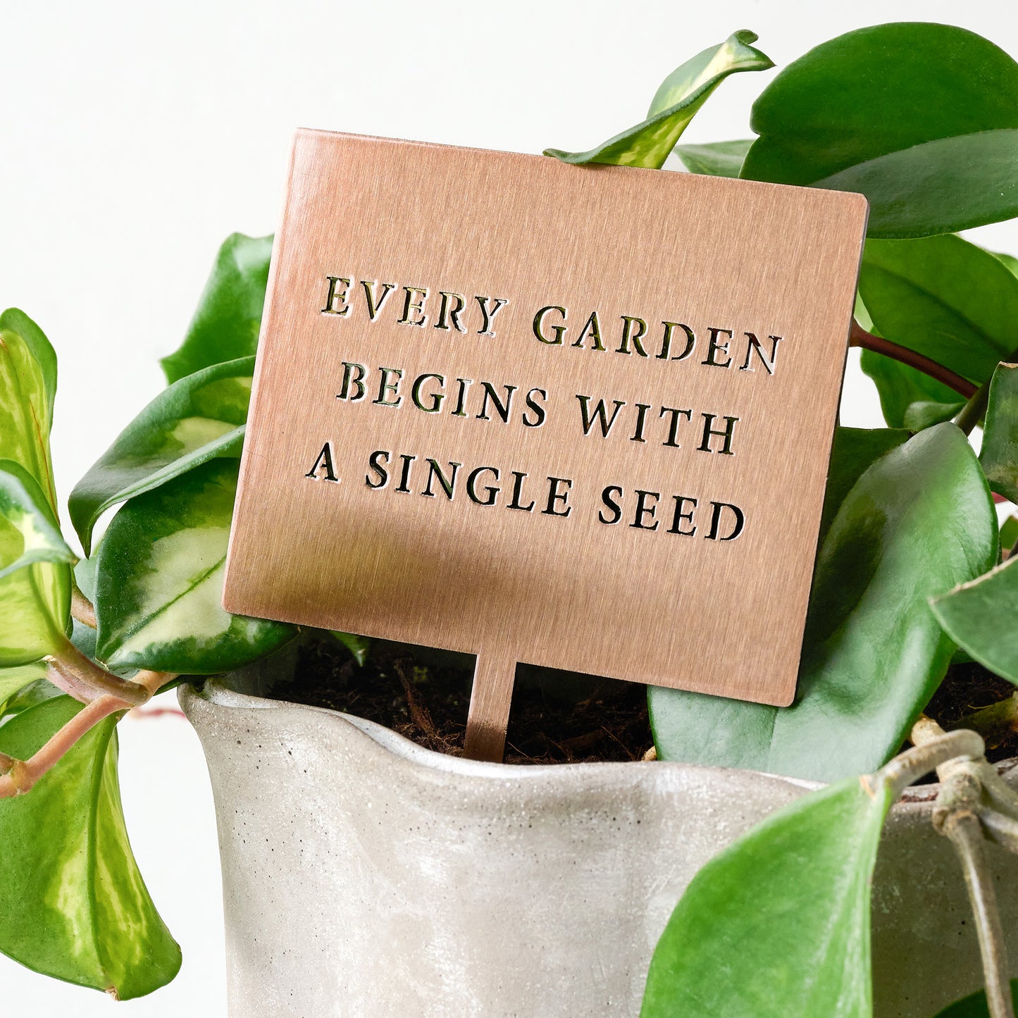 Single Seed Mini Garden Stake shown in plant