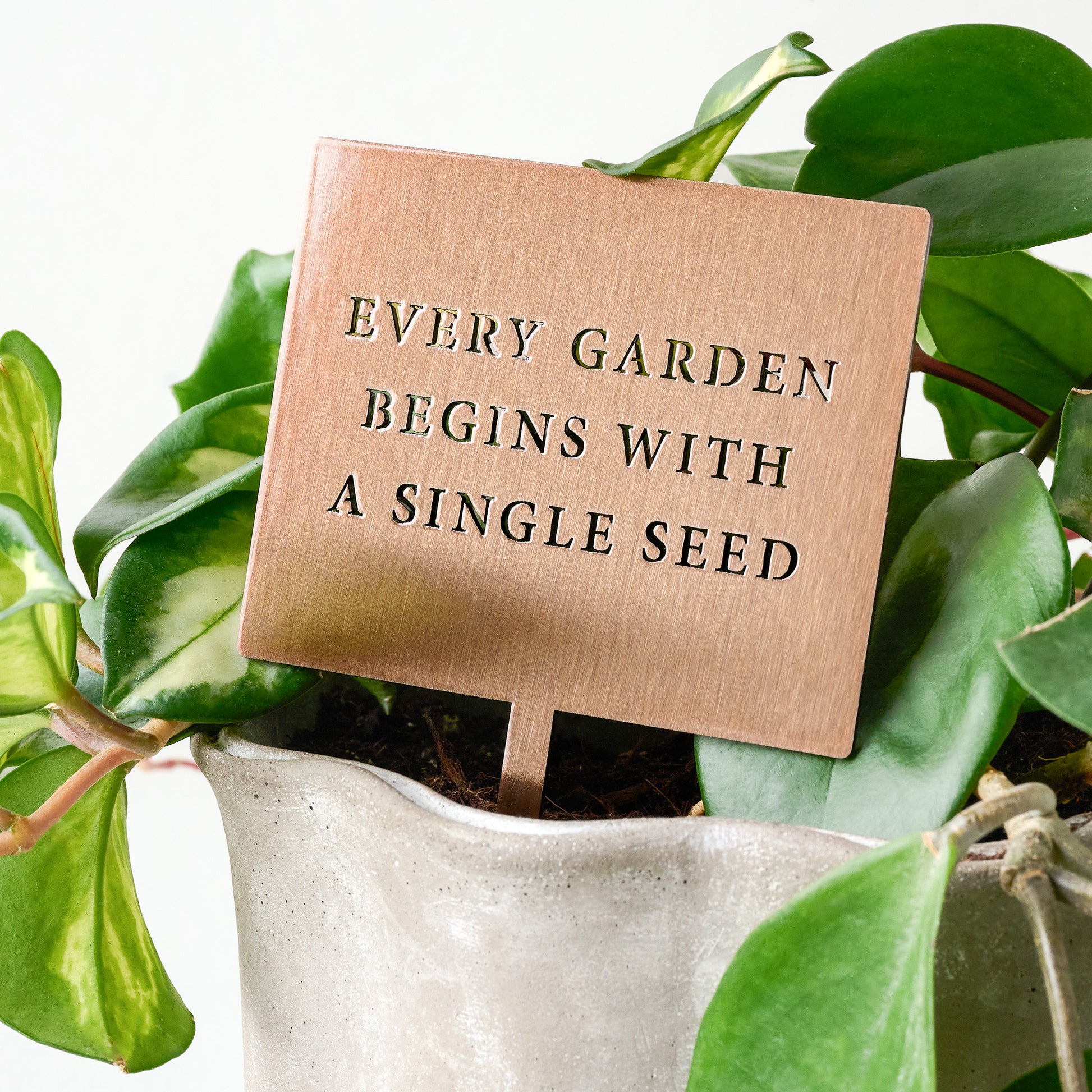 Single Seed Mini Garden Stake shown in plant