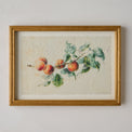 Heirloom Peach Study