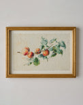 Heirloom Peach Study