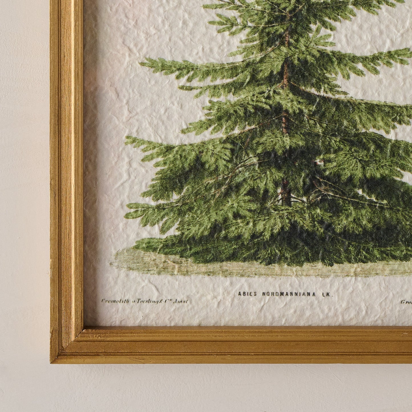 Vintage Christmas Fir Print up close