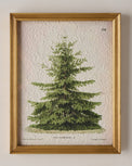 Vintage Christmas Fir Print