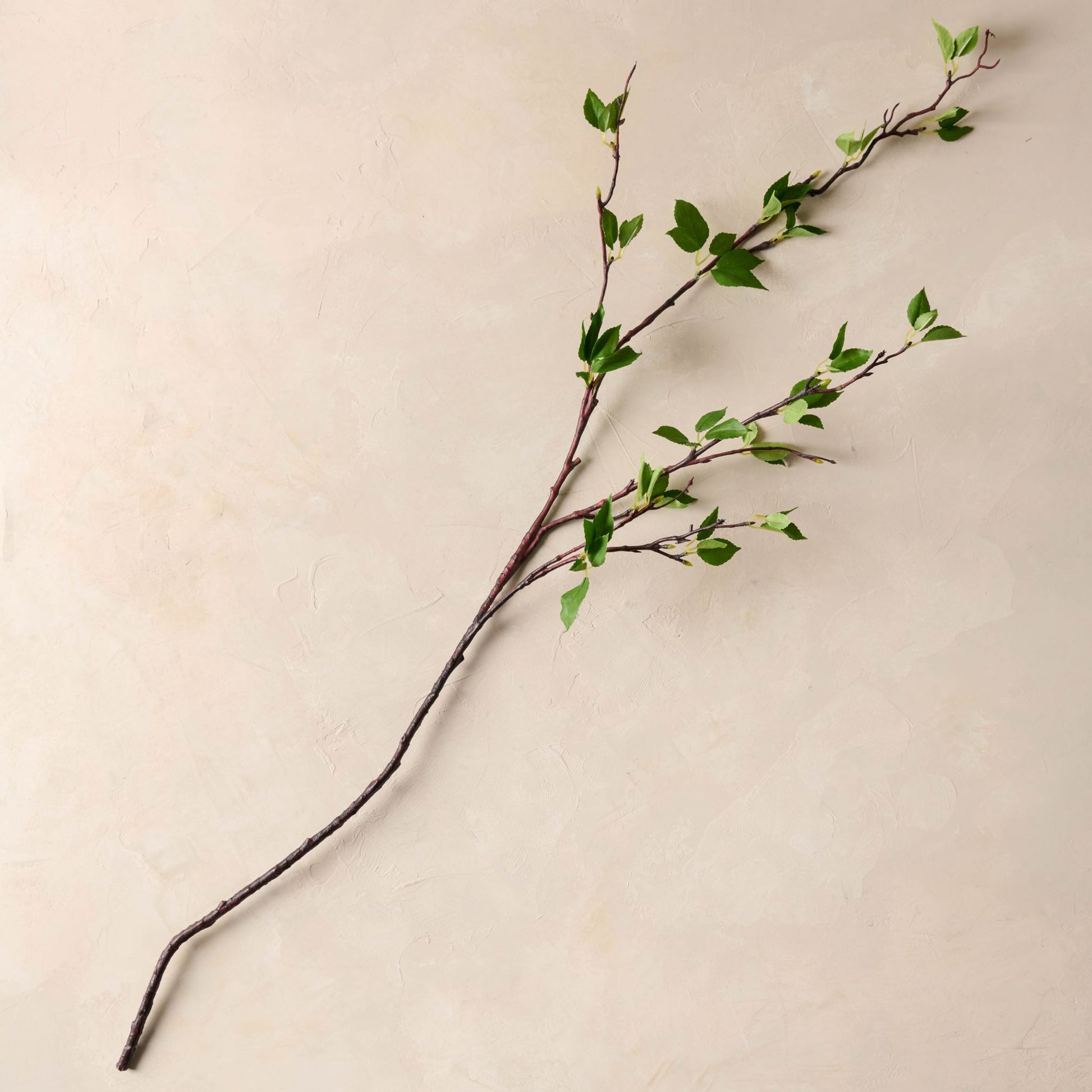 Magnolia Green Leaf Branch