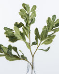artificial pittosporum stem