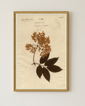 framed wall art print of preserved plants in wooden frame