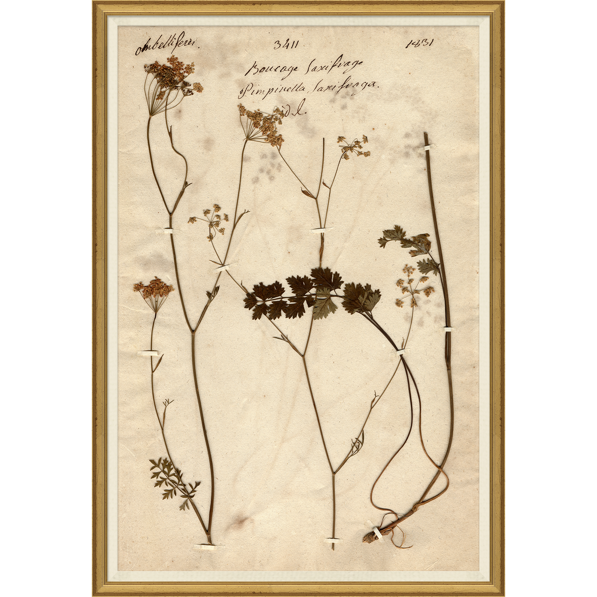 framed wall art print of preserved plants in wooden frame