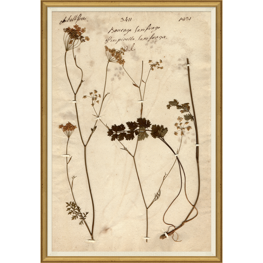 framed wall art print of preserved plants in wooden frame