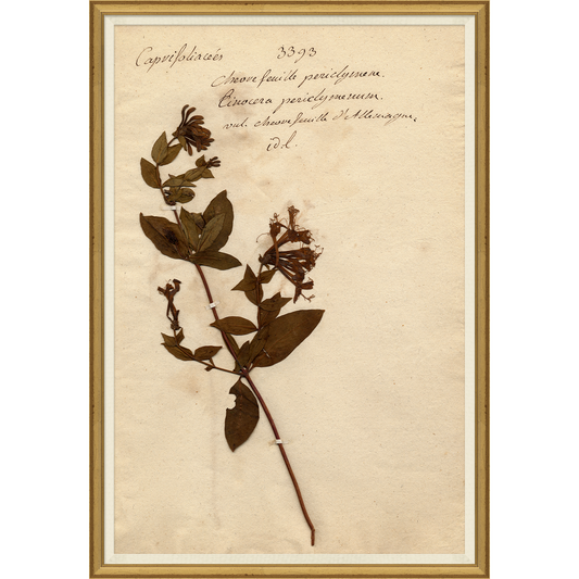 framed wall art print of preserved plants in wooden frame