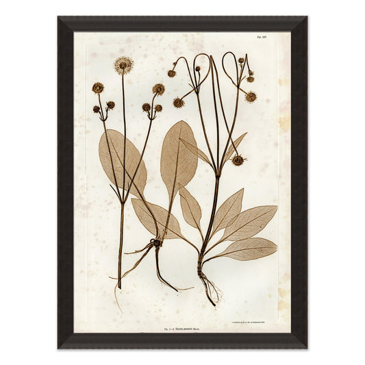 art print of preserved plants in wooden frame