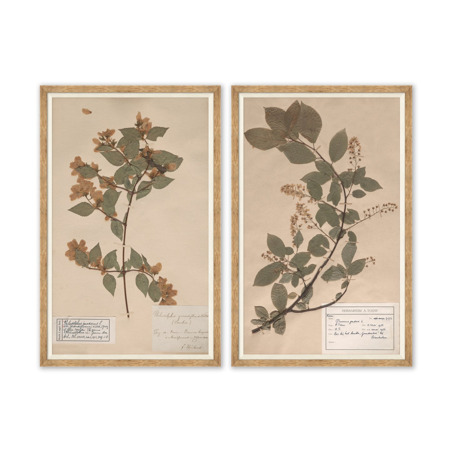 herbarium specimen botanical wall art for magnolia