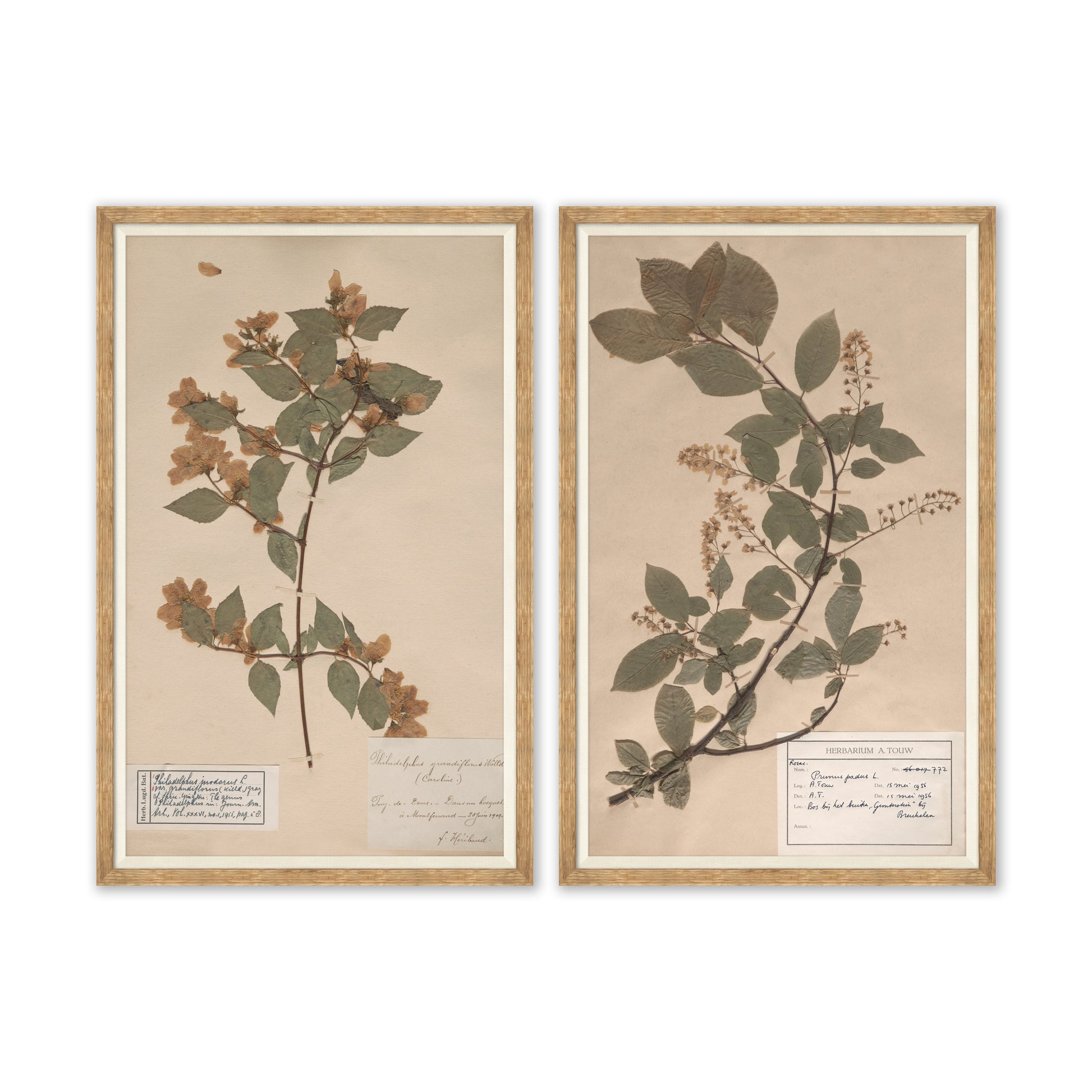 herbarium specimen botanical wall art for magnolia