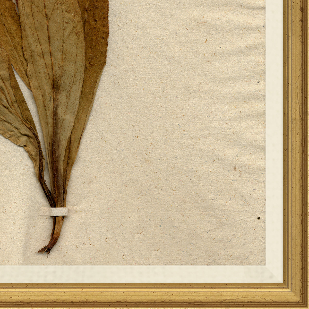 corner view of framed art print of preserved plants in wooden frame