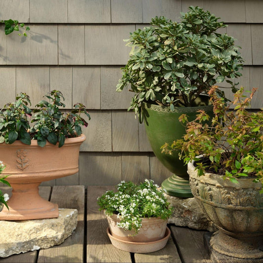 Several old-fashioned planters on display outside, each sprouting a unique variety of plant, flower, or herb.