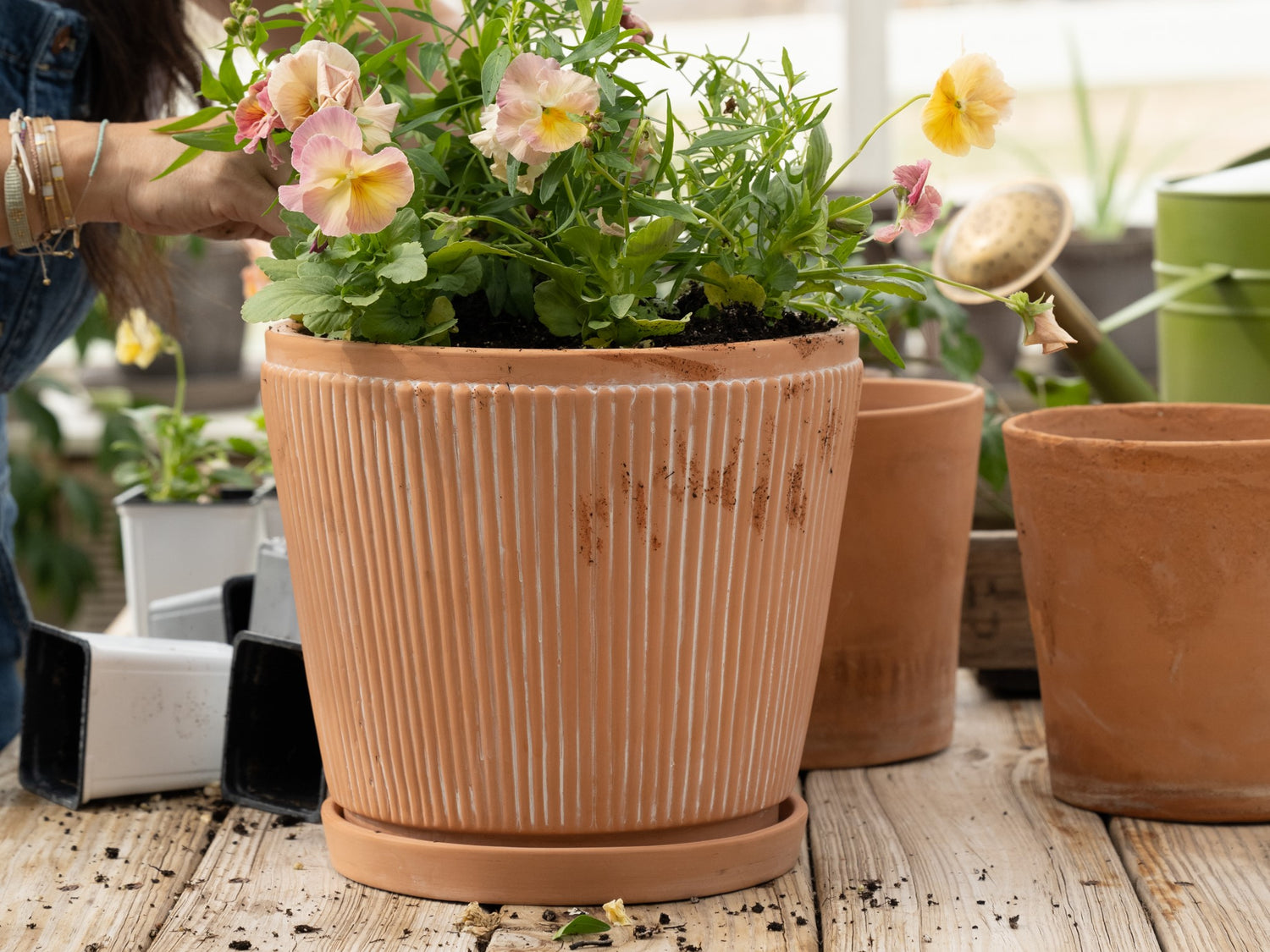 Garden New Arrivals